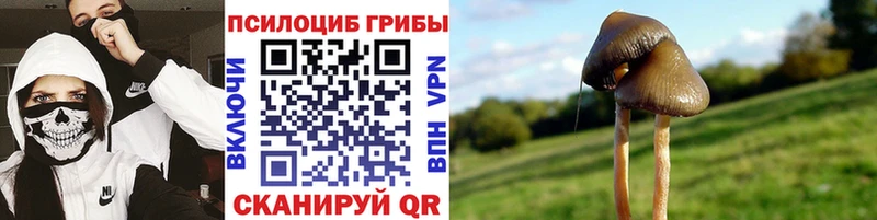 купить   Кущёвская  Псилоцибиновые грибы MAGIC MUSHROOMS 